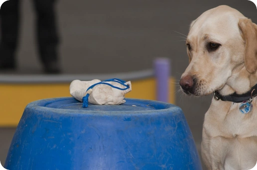 Ein Labrador schaut voller Erwartung auf einen Futterdummy (Apportel).