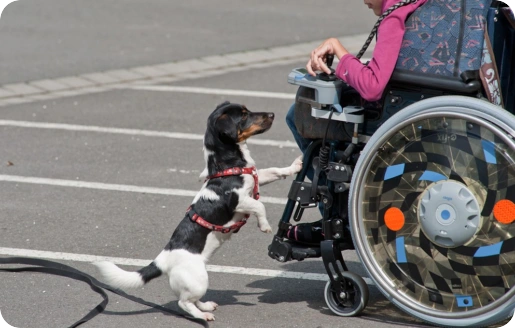 Eine Jack-Russel-Terrier-Hündin steht am Rollstuhl ihrer Besitzerin und freut sich auf ihre neuen Aufgaben als kleiner "Assistenzhund".